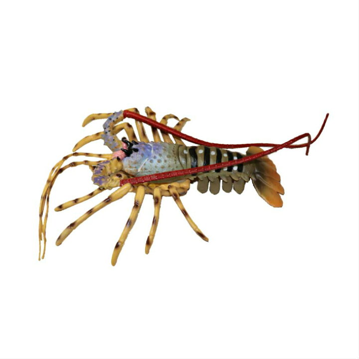 楽天市場】ニシキエビ イセエビ 魚模型 魚フィギュア faf-c9 