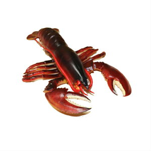 uX^[@͌^@tBMA faf-c11