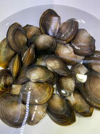 ドブガイ 5匹 水質改善 洗浄 ドブ貝 二枚貝