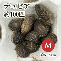 楽天市場】デュビア 餌の通販