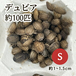 iajfrAiA[`SLuj STCY i100Cj