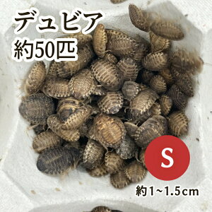 iajfrAiA[`SLuj STCY i50Cj