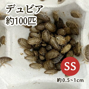 iajfrAiA[`SLuj SSTCY i100Cj