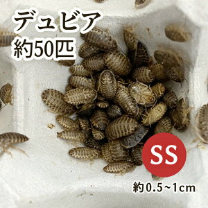 iajfrAiA[`SLuj SSTCY i50Cj