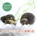 (生体) ヒメタニシ 15匹＋保障1匹 合計16匹
