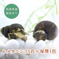 (生体) ヒメタニシ 15匹＋保障1匹 合計16匹