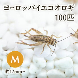 生餌) ヨーロッパイエコオロギ M 約100匹 爬虫類 両生類 大型魚 餌 エサ