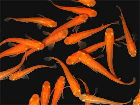 (桜來めだか) 紅帝楊貴妃めだか SS 稚魚 20匹セット 紅帝楊貴妃メダカ（送料無料）