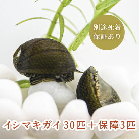 (生体) 石巻貝 イシマキガイ 30匹＋保障3匹 合計33匹