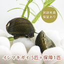 (生体) 石巻貝 イシマキガイ 5匹＋保障1匹 合計6匹