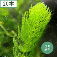(水草) 国産 マツモ (20本)メダカ・金魚藻 鑑賞 水景 アクアリウム 無農薬 天然