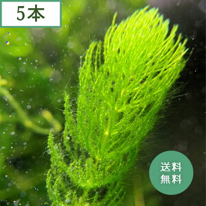 () Y }c (5{)_JE ӏ i ANAE _ VR