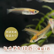 楽天市場】メダカ 50 匹の通販