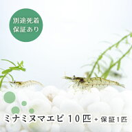 (生体) ミナミヌマエビ 10匹+保障1匹+アナカリス 2本