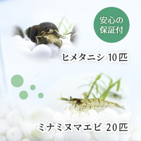 (生体) ミナミヌマエビ 20匹+ヒメタニシ 10匹 コケ対策