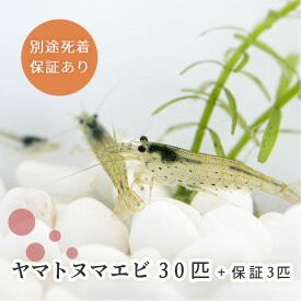 (生体) ヤマトヌマエビ 30匹＋保障3匹 合計33匹 ※雌雄サイズ指定不可