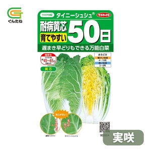 �ň��l���풆 �T�J�^ �^�C�j�[�V���V�� �ϕa���c 50�� ���� ���� �n�N�T�C �͂����� ��q �� ���� �^�l ��؎� ��� �ƒ�؉�