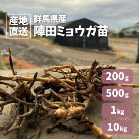 最安値挑戦中 陣田ミョウガ苗 陣田みょうが苗 ミョウガ みょうが 200g 500g 1kg 10kg 無農薬 根茎 苗 群馬県産 送料無料