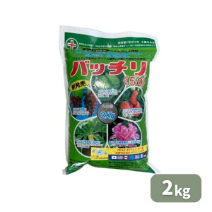 yVX[p[SALE S[hY ob`50 2kg  ǔ yǍ 엿 ƒ؉ | K[fjO 