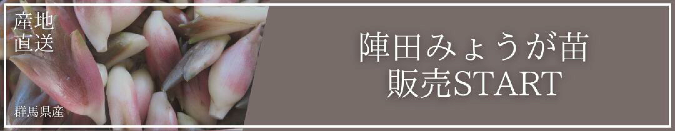 陣田ミョウガ苗販売START