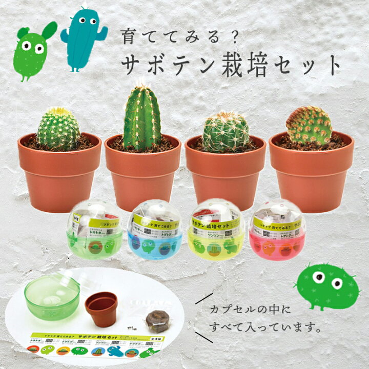 楽天市場 サボテン 栽培セット 観葉植物 粗品 景品 プチギフト プレゼント ミニサボテン インテリア 癒し 母の日思いのギフト屋さん