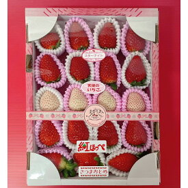 送料無料 日置市産 紅白いちご3種食べ比べ 約390g 鹿児島 産地直送 贈り物 ご当地 御中元 お中元 グルメ お取り寄せ ギフト プレゼント 贈答 誕生日 お取り寄せグルメ 九州 紅ほっぺ さつまおとめ スターナイト さがほのか ぴかいちご