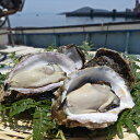 テレビで放送されました！送料無料 鹿児島県産 長島産 岩牡蠣 200〜300g（8〜10個）長島産 ご当地 グルメ ご当地グルメ セット お取り寄せ 産地直送 鹿児島県 鹿児島 無添加 ギフト プレゼント 海鮮 ギフト かき 生牡蠣 生かき 生ガキ カキフライ錦盛丸水産