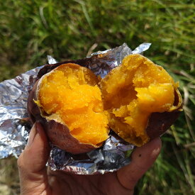 【2026年5月中旬頃までの販売】送料無料 種子島産 安納芋(安納紅) プチサイズ 5kg 蜜芋 スイーツ 熟成 贈答用 さつまいも さつま芋 サツマイモ 焼き芋 焼芋 芋 お芋 イモ いも 贈答 大容量 家族用 鹿児島 ご当地グルメ お取り寄せ 特産品 産地直送 ギフト プレゼント 贈り物