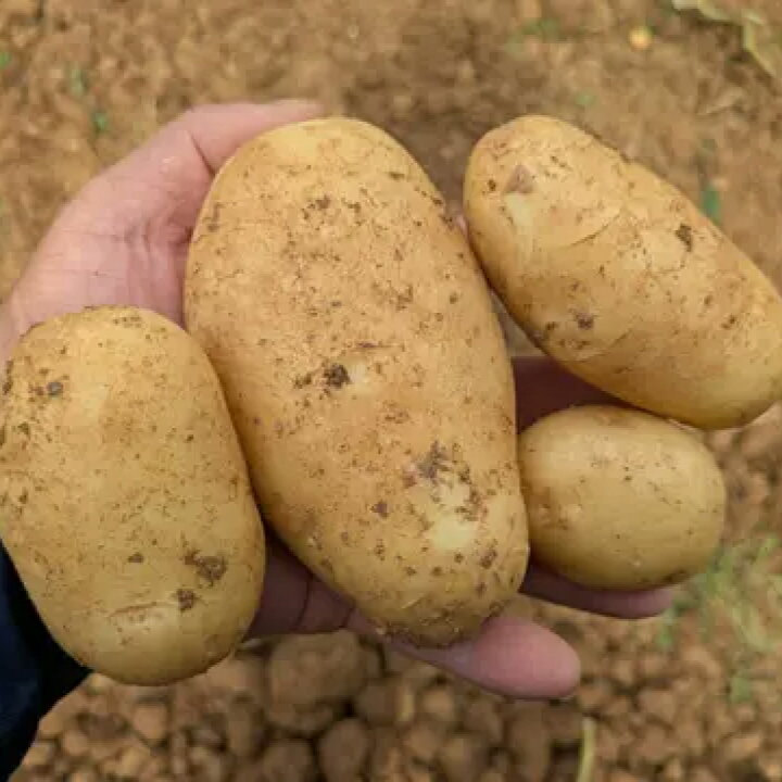 楽天市場】送料無料 沖永良部産 新じゃがいも ばれいしょ 3kg 5kg 10kg 