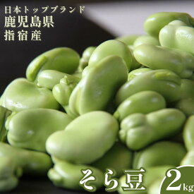 送料無料 生産量 日本一 鹿児島県産 朝摘み そら豆 2kg サヤ付き 大きさおまかせ とれたて 大粒 旬 鹿児島県 指宿 産直 産地直送 空豆 蚕豆 天豆 そらまめ ソラマメ ソラ豆 野菜 ご当地 お取り寄せ ギフト 特産品 プレゼント アグリスタイル