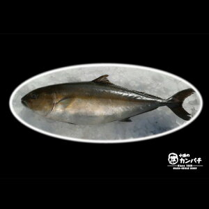 かんぱち 魚の人気商品 通販 価格比較 価格 Com