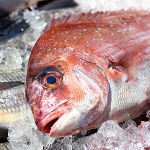 魚 ウロコ取り 魚の人気商品 通販 価格比較 価格 Com