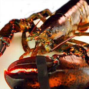 I}[CV1(500-550gTCY) AJEJi_Y ①ց@[I}[CV]