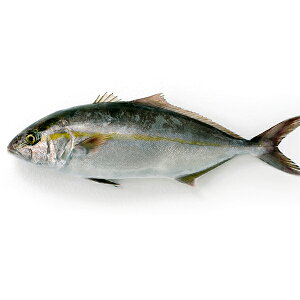 {BJp`1(3-3.5KgOTCY) Y ①ց@[N,{BJp`]