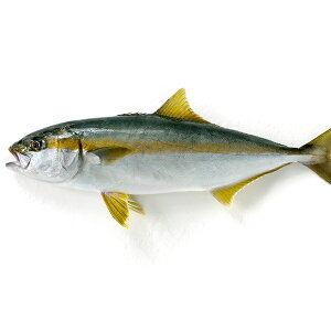 �V�R�q���}�T1��(2-3Kg�O��T�C�Y) ���Y �①�ց@[�N��,�V�R�q���}�T]