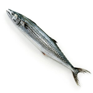 さわら 魚の人気商品 通販 価格比較 価格 Com