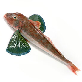 楽天市場 カンパチ 天然の通販