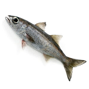 VRNc1(1-1.5KgOTCY) Y ①ց@[N,VRNc]