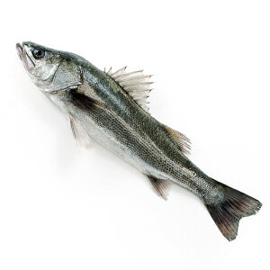 鱸 魚の人気商品 通販 価格比較 価格 Com 鱸 魚の人気商品 通販 価格比較 価格 Com