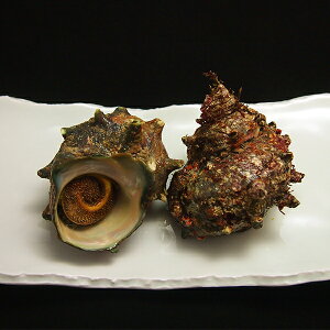 劈TUG1kg(3-6) Y ①ց@[TUG]