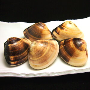 ͂܂(n)500g(5-8O) tY ①ց@[͂܂,]