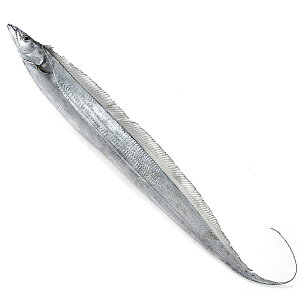 太刀魚（たちうお）1尾（1-1.5kg） 冷蔵便　[タチウオ]