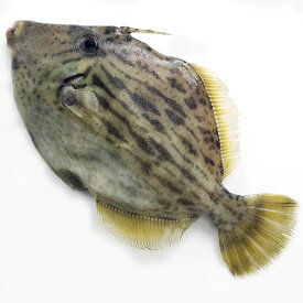 楽天市場 鮮魚 カワハギの通販