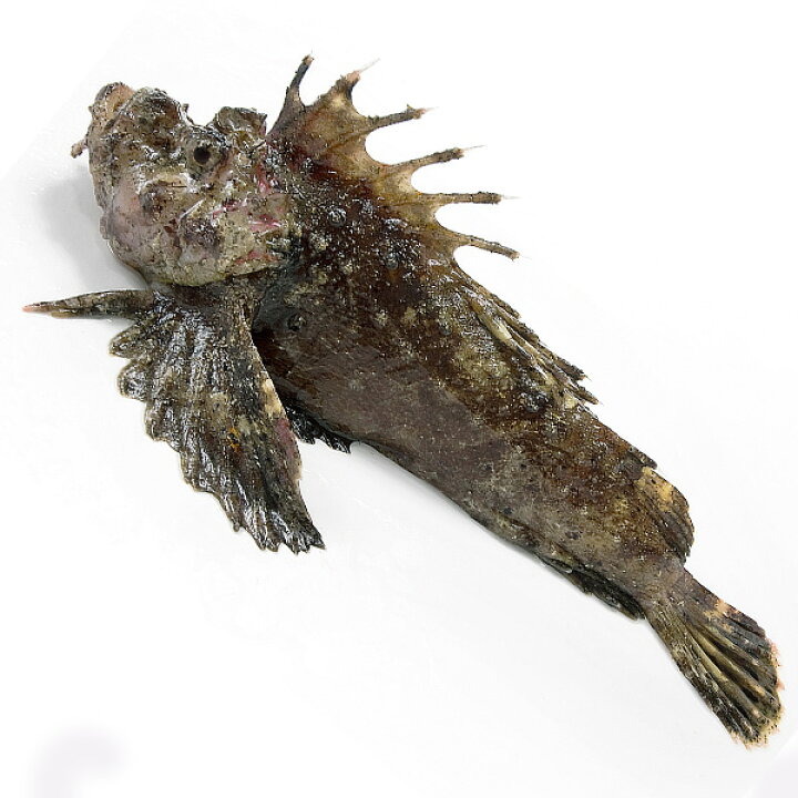 楽天市場 活〆オコゼ1尾 300g前後 冷蔵便 虎魚 オニオコゼ 築地魚群