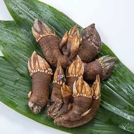 カメノテ500g 冷凍便　[カメノテ,かめのて,亀の手]