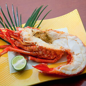 䥂 ɐCV1500gn[tJbg Ⓚ [ɐCV,,CZGr]