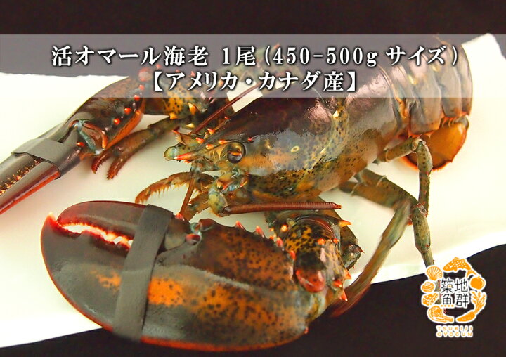 楽天市場 活オマール海老 1尾 450 500gサイズ アメリカ カナダ産 冷蔵便 えび エビ ロブスター 築地魚群