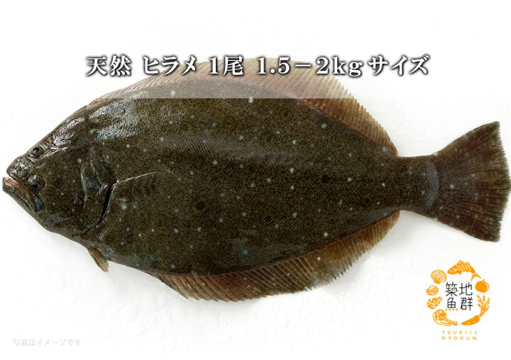 楽天市場 天然 ヒラメ1尾 1 1 5kg前後サイズ 国産 冷蔵便 下処理可 三枚おろしor内蔵 エラ ウロコ取り 鮮魚 ひらめ 平目 刺身 築地魚群