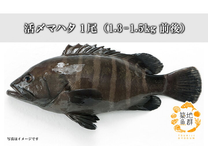 楽天市場 活〆マハタ1尾 1 3 1 5kg前後 冷蔵便 真羽太 ハタ 築地魚群