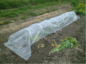 y10{gzPEgl (6-5PE) 45×65cm×5m h΍gl͔|